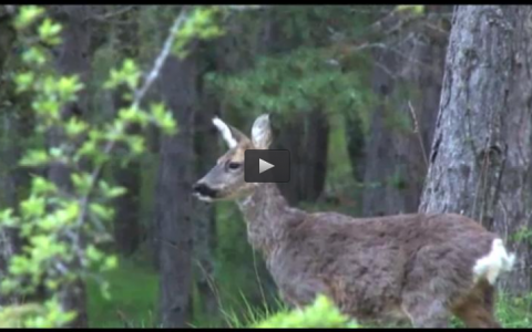 DE CORZOS CON EL RINCON CINEGÉTICO, CAZANDO EL ZORRO EN MADRIGUERA (22/06/14)