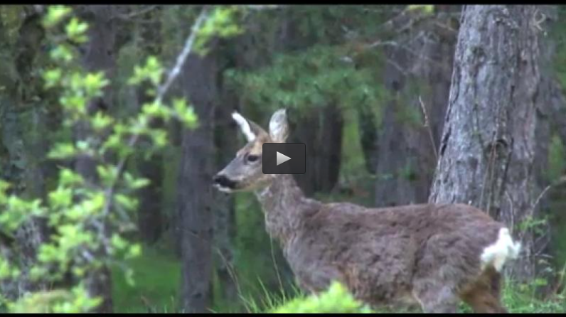 DE CORZOS CON EL RINCON CINEGÉTICO, CAZANDO EL ZORRO EN MADRIGUERA (22/06/14)