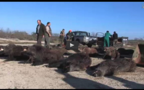 MI PRIMERA MONTERÍA, ENTRENAMIENTO CETRERO (29/06/14)