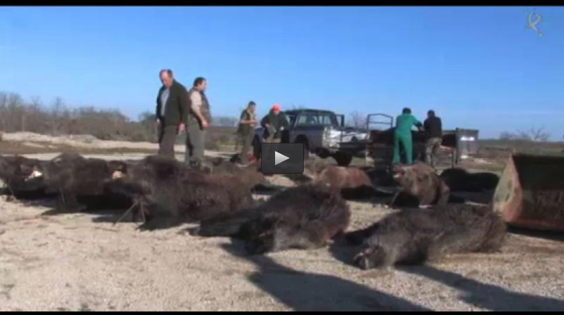 MI PRIMERA MONTERÍA, ENTRENAMIENTO CETRERO (29/06/14)