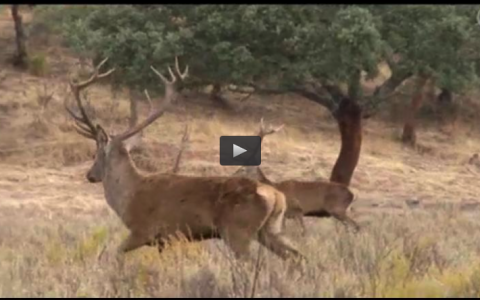 LA VIDA DEL CIERVO EN VERANO: LA BERREA, RECECHO DE CIERVO, TURISMO CINEGETICO TAJO INTERNACIONAL (21/09/14)