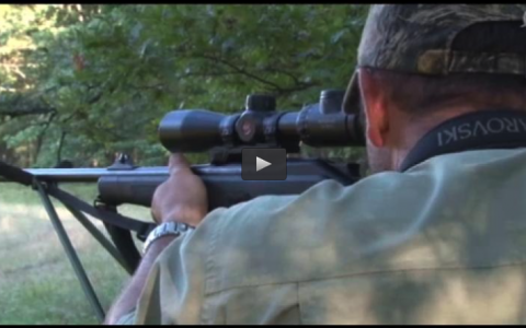 CORZOS CON RECLAMO EN RUMANIA, TORTOLAS EN LA FINCA EL PALOMO (05/10/14)