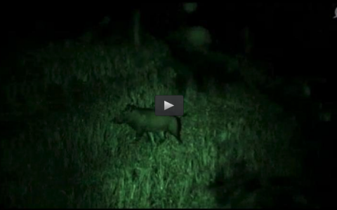 AGUARDOS DE VERANO, PATOS, TIRO DE PRECISIÓN (12/10/14)