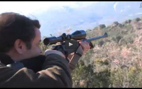 MONTERIA EN CABAÑEROS, CAZA AL SALTO CON CETRERIA (19/10/14)