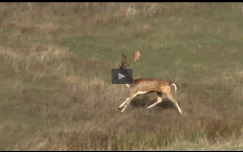 RECECHOS EN SIERRA DE HORNACHUELOS, CONEJOS Y PERDICES EN MANO (26/10/14)