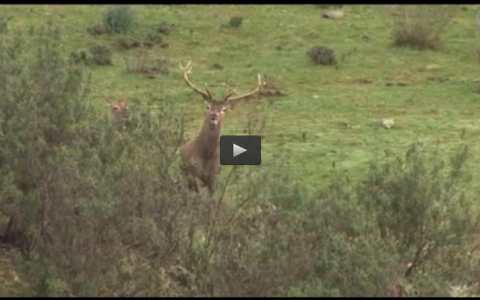 MONTERIA DE ALBERTO EN LA BRAVA, ARCOS Y ESCOPETAS TRAS LAS PERDICES, AGUARDO BECERRA (02/11/14)