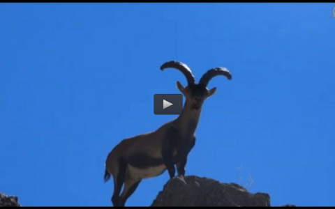 RECECHO DE MACHO MONTES EN VERANO, CODORNICES CON ARQUEROS Y ESCOPETAS, LA ANTESALA DE UNA MONTERIA (09/11/14)