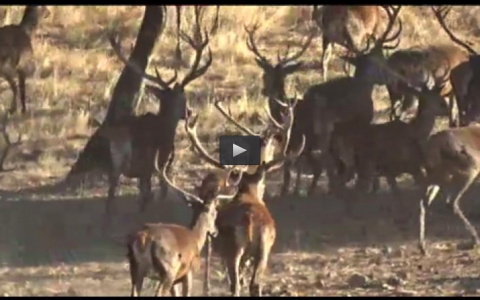 MONTERIA EN LA FINCA LA ZARZUELA, CAZA DE PATOS SALVAJES (16/11/14)