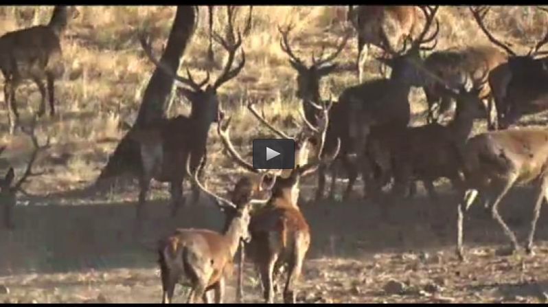 MONTERIA EN LA FINCA LA ZARZUELA, CAZA DE PATOS SALVAJES (16/11/14)