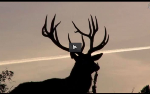 RECECHOS DE GRANDES VENADOS, CAZA MENOR EN MANO (23/11/14)