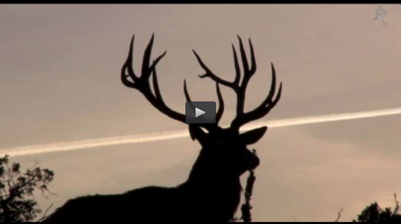 RECECHOS DE GRANDES VENADOS, CAZA MENOR EN MANO (23/11/14)