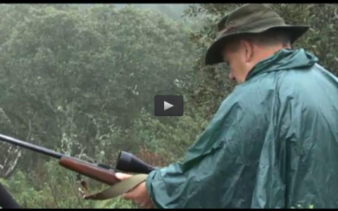 MONTEANDO CON IBERCAZA, CETRERIA CON PERRO (30/11/14)