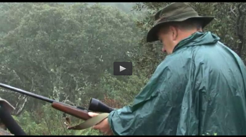 MONTEANDO CON IBERCAZA, CETRERIA CON PERRO (30/11/14)