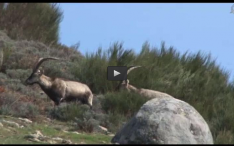 RECECHO DE MACHO MONTES, A PERDICES EN GANCHO (07/12/14)