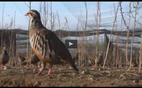MONTERIA CON LLUVIA, GESTIÓN DE PERDICES (14/12/14)