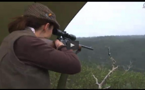 MONTERIA EN CABEZO NEGRO, RECECHO DE MUFLON EN VALDEMUJERES (21/12/14)