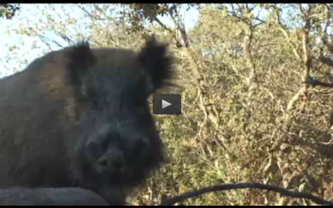 MONTERIA EN EL ALBERCIAL, CAZA DE CONEJOS CON RAPACES (18/01/15)