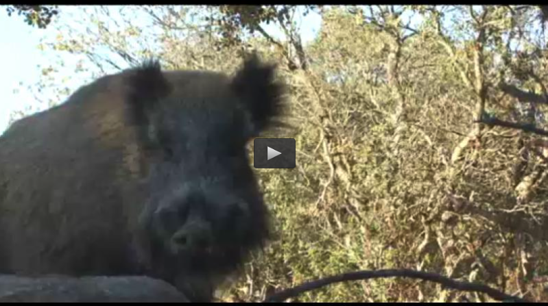 MONTERIA EN EL ALBERCIAL, CAZA DE CONEJOS CON RAPACES (18/01/15)