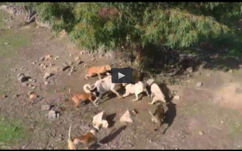 MONTERIA EN LA SERENA, EL ARTE DEL TITEO (08/02/15)