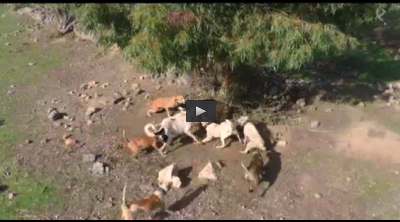 MONTERIA EN LA SERENA, EL ARTE DEL TITEO (08/02/15)