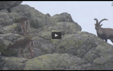 RECECHO DE MACHO MONTES EN NIEBLA, TRAS LAS PERDICES EN EL RIVERO (15/02/15)