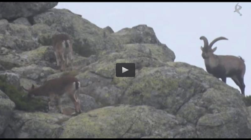 RECECHO DE MACHO MONTES EN NIEBLA, TRAS LAS PERDICES EN EL RIVERO (15/02/15)