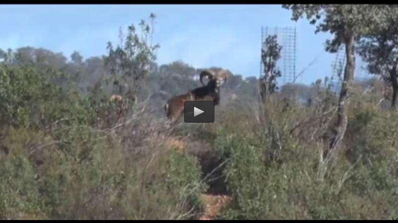 SOCIEDAD DE MONTEROS LA PATRONA, EN BUSCA DE LAS TORCACES (22/02/15)