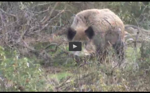 MONTEROS PORTUGUESES EN EXTREMADURA, EL ARTE DE LA CAZA CON CIMBEL (29/03/15)