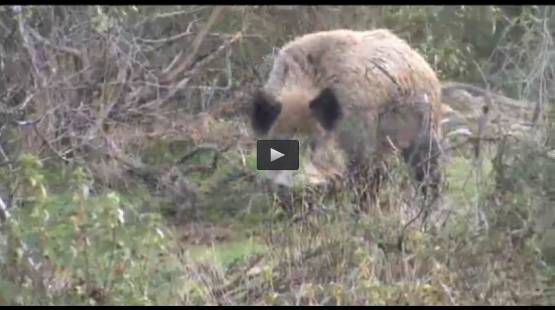 MONTEROS PORTUGUESES EN EXTREMADURA, EL ARTE DE LA CAZA CON CIMBEL (29/03/15)