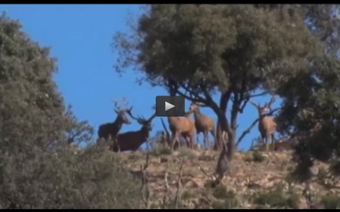 MONTEANDO EN EL ENCINAR DE SAN MARTIN (05/04/15)