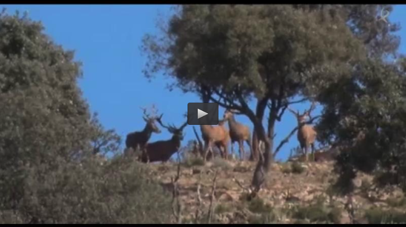 MONTEANDO EN EL ENCINAR DE SAN MARTIN (05/04/15)