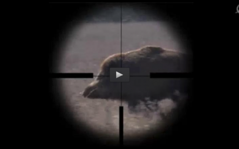 GALGOS EN BROZAS, MONTERIA EN LA ROPERA (26/04/15)