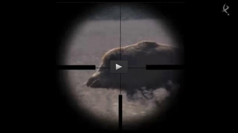 GALGOS EN BROZAS, MONTERIA EN LA ROPERA (26/04/15)