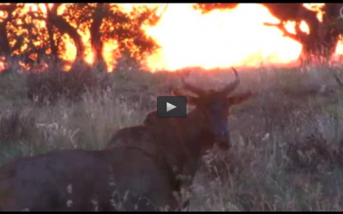 PRIMER SAFARI EN AFRICA, CAZA DE PERDIZ EN MANO (03/05/15)