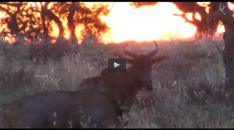 PRIMER SAFARI EN AFRICA, CAZA DE PERDIZ EN MANO (03/05/15)