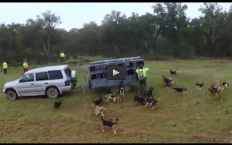 MONTERIA EN PORTUGAL, TIRADA DE ZORZALES EN BROZAS (31/05/15)