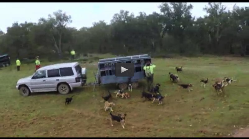MONTERIA EN PORTUGAL, TIRADA DE ZORZALES EN BROZAS (31/05/15)