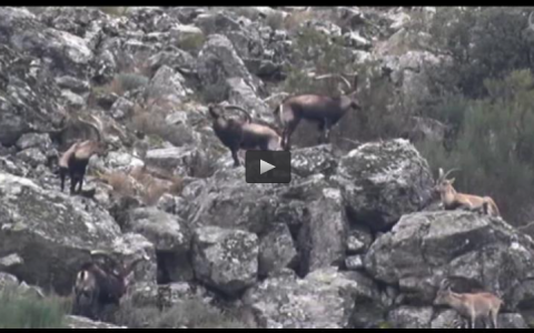 RECECHOS EN LA RESERVA LA SIERRA, ZORZALES AL AMANECER (07/06/15)