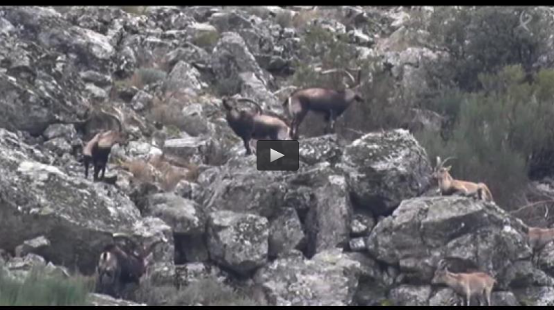 RECECHOS EN LA RESERVA LA SIERRA, ZORZALES AL AMANECER (07/06/15)