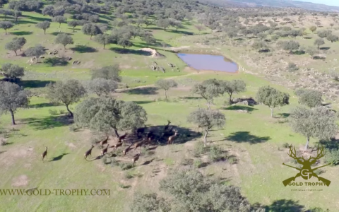 Hunting in Monteria - GOLD TROPHY