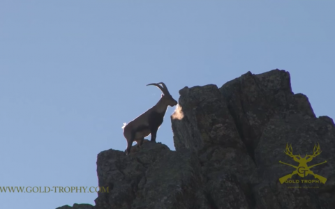 Spanish Ibex Hunting - GOLD TROPHY