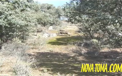 MONTERIAS EN CASTILLA (parte 1)