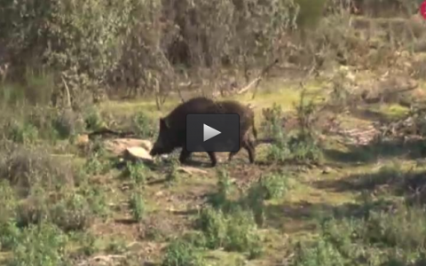 DE MONTERIA EN LA RIVERA, LA VENTANA DE LA INVESTIGACION (11/06/17)