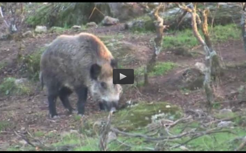 MONTERIA EN LA ZARZUELA, BIOLOGIA DEL JABALI MARZO (07/04/13)