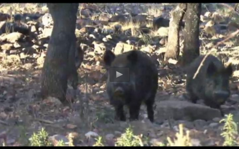 LA MONTERIA EXTREMEÑA, CAZANDO LA PERDIZ, BIOLOGIA DEL JABALI (27/01/13)