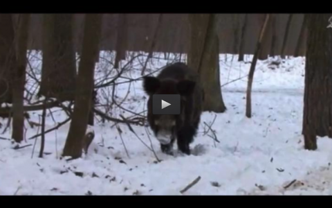 BATIDAS DE JABALÍES EN HUNGRIA, JUVENEX EN CINEGÉTICA (31/03/13)