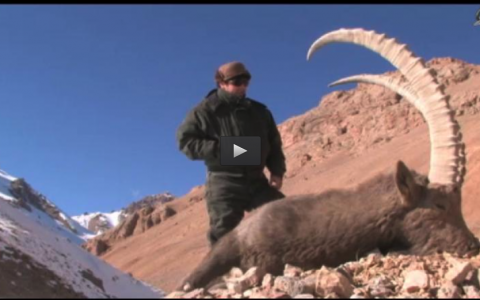 CAZANDO EN MONTAÑAS ASIATICAS, OJEO DE PERDICES, LANCE A DEBATE, ATAQUE DE JABALI (14/04/13)