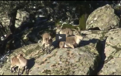 CAZANDO EL MACHO MONTES EN GREDOS, TORCACES A CIMBEL, PREMIOS REVISTA CAZA EXTREMADURA (28/04/13)