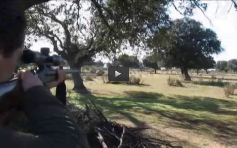 MONTEANDO ENTRE RIVEROS Y DEHESA, DETRÁS DE LOS CORZOS, BIOLOGIA DEL JABALI ABRIL (05/05/13)