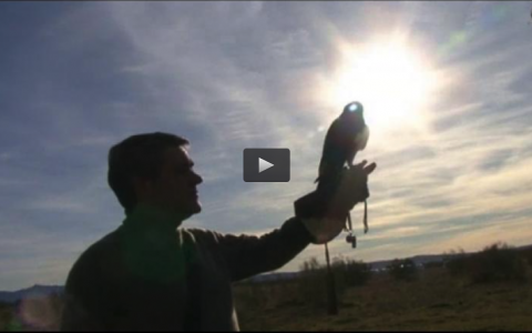 CAZANDO RUSOS EN EXTREMADURA, CETRERIA, HALCON Y HARRY, ENTRENAMIENTO CON REHALAS (26/05/13)